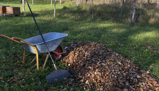 Šī gada pirmā permakultūras rudens raža